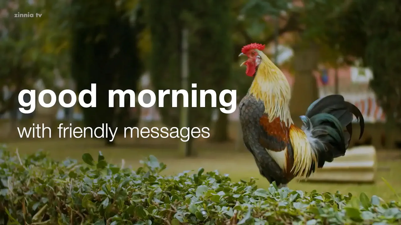 Good Morning with Friendly Messages - Zinnia