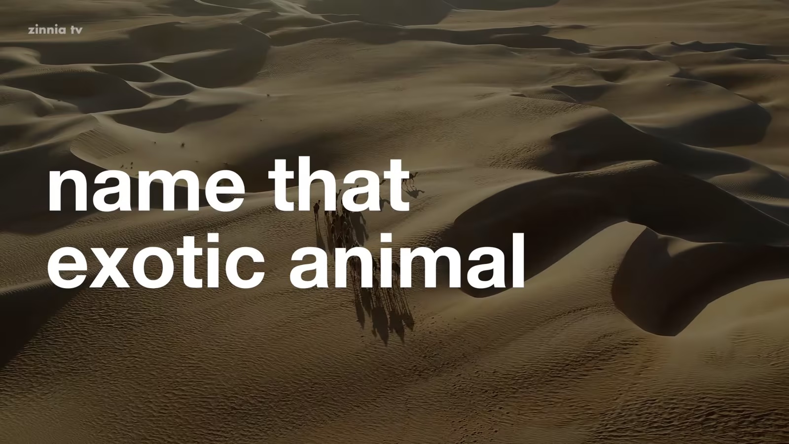 Name That Exotic Animal