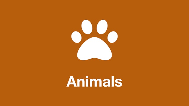 Animals