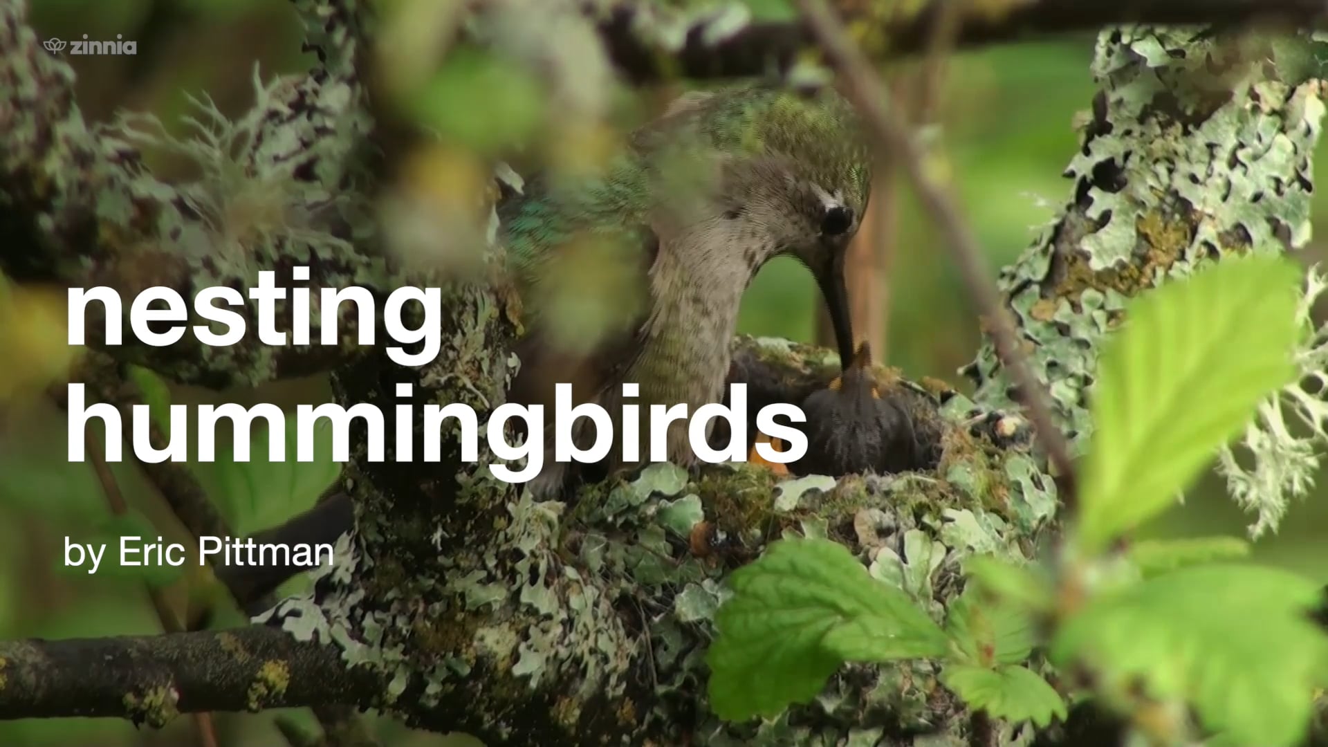 Nesting Hummingbirds