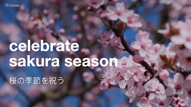 Celebrate Sakura Season 桜の季節を祝う