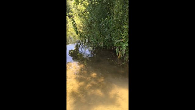 Nature sounds to relax to