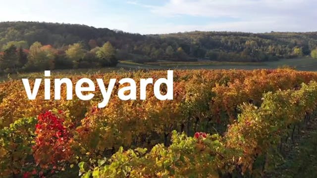 Vineyard