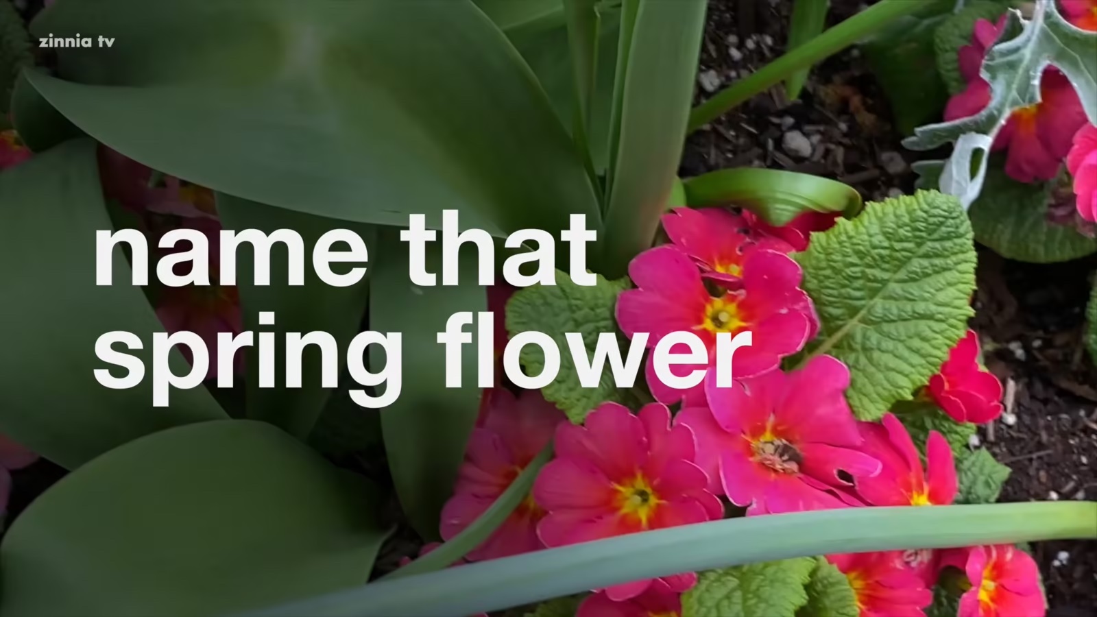 Name That Spring Flower