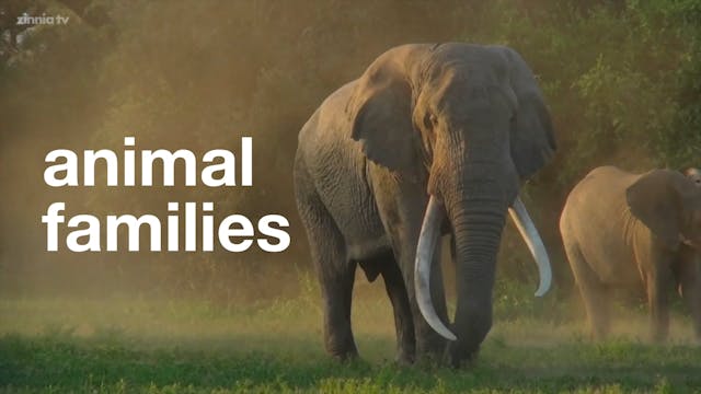 Animal Families