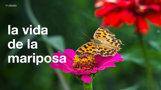 La Vida de la Mariposa - Life of the ...