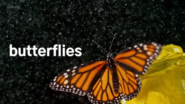 Butterflies