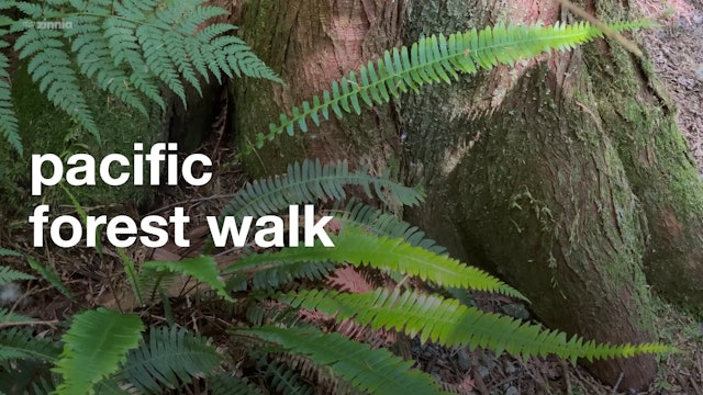 Pacific Forest Walk