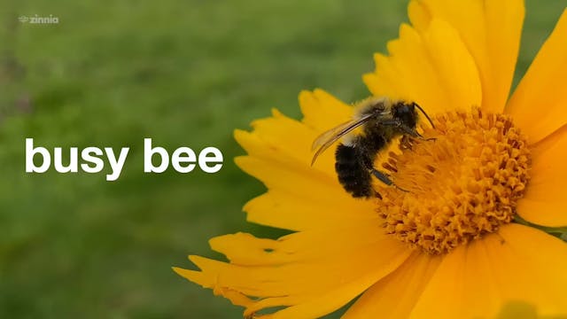 Busy Bee