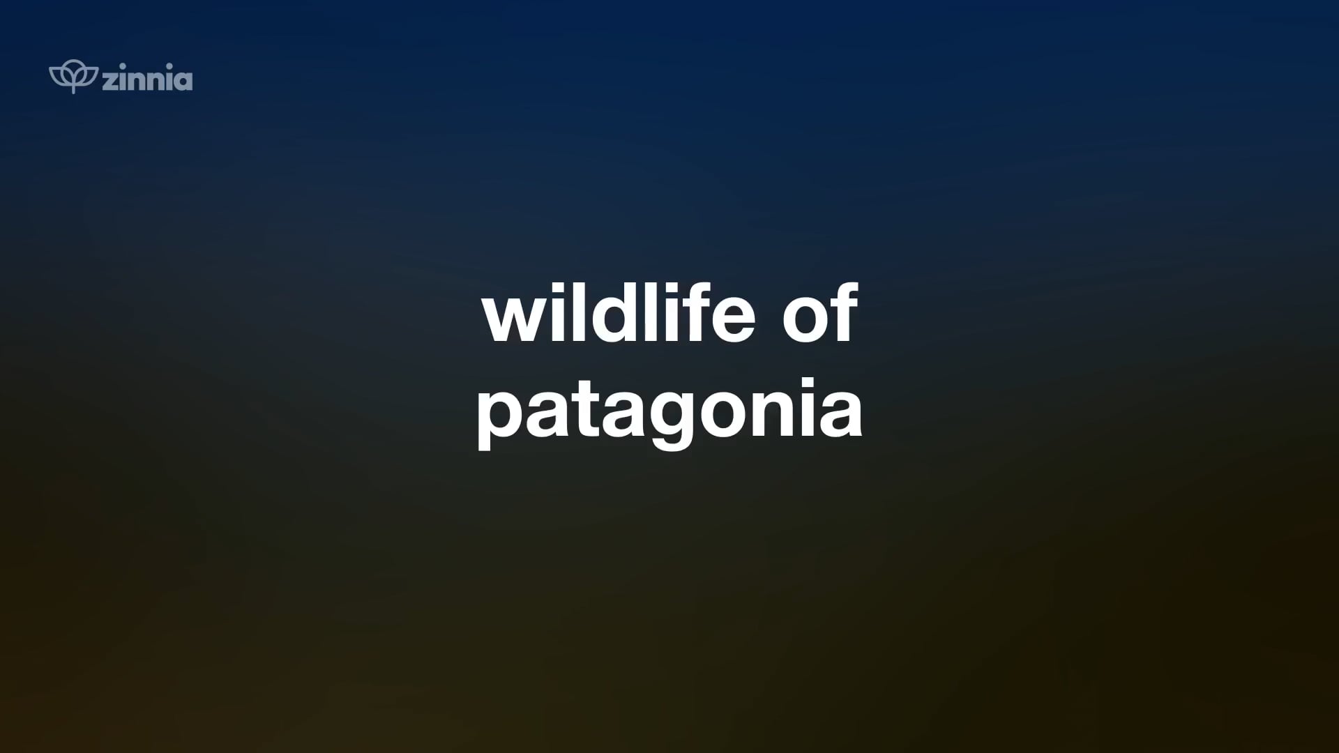 Wildlife of Patagonia