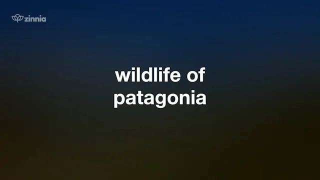 Wildlife of Patagonia
