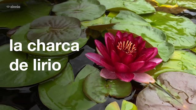 La Charca de Lirio - Lily Pond