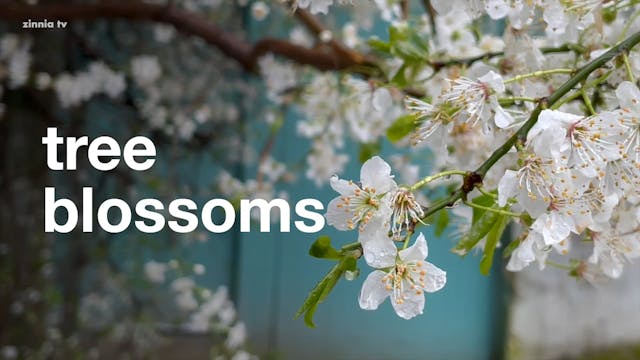 Tree Blossoms