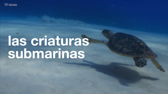 Las Criaturas Submarinas - Undersea Creatures