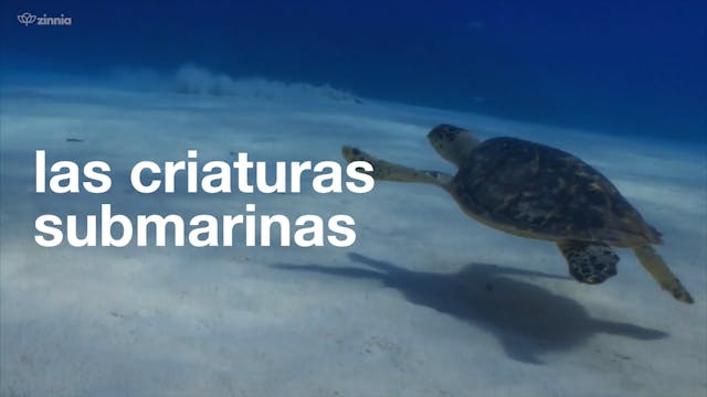 Las Criaturas Submarinas - Undersea C...