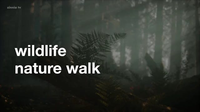 Wildlife Nature Walk