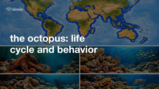 The Octopus Life Cycle and Behavior