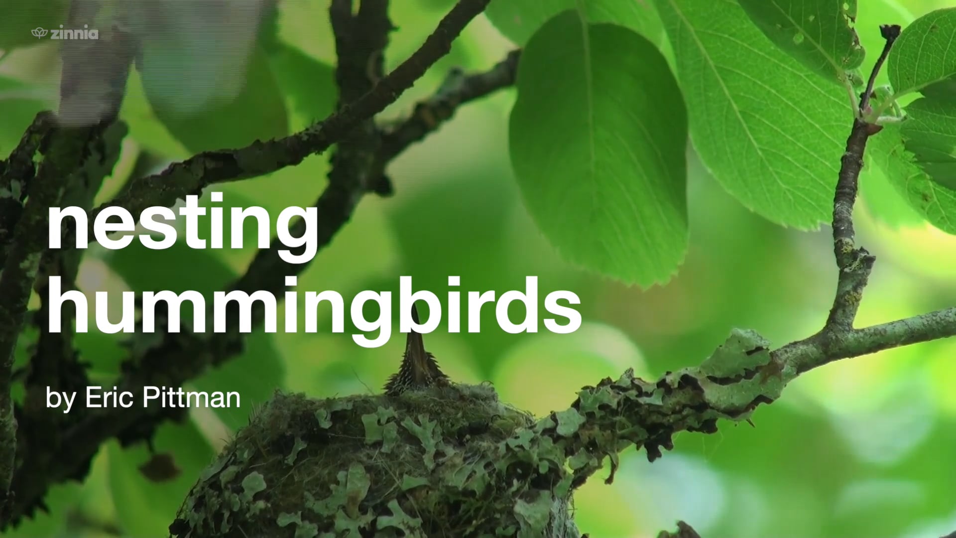 Nesting Hummingbirds