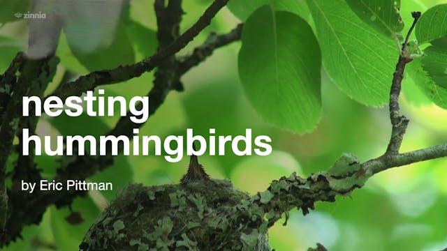 Nesting Hummingbirds