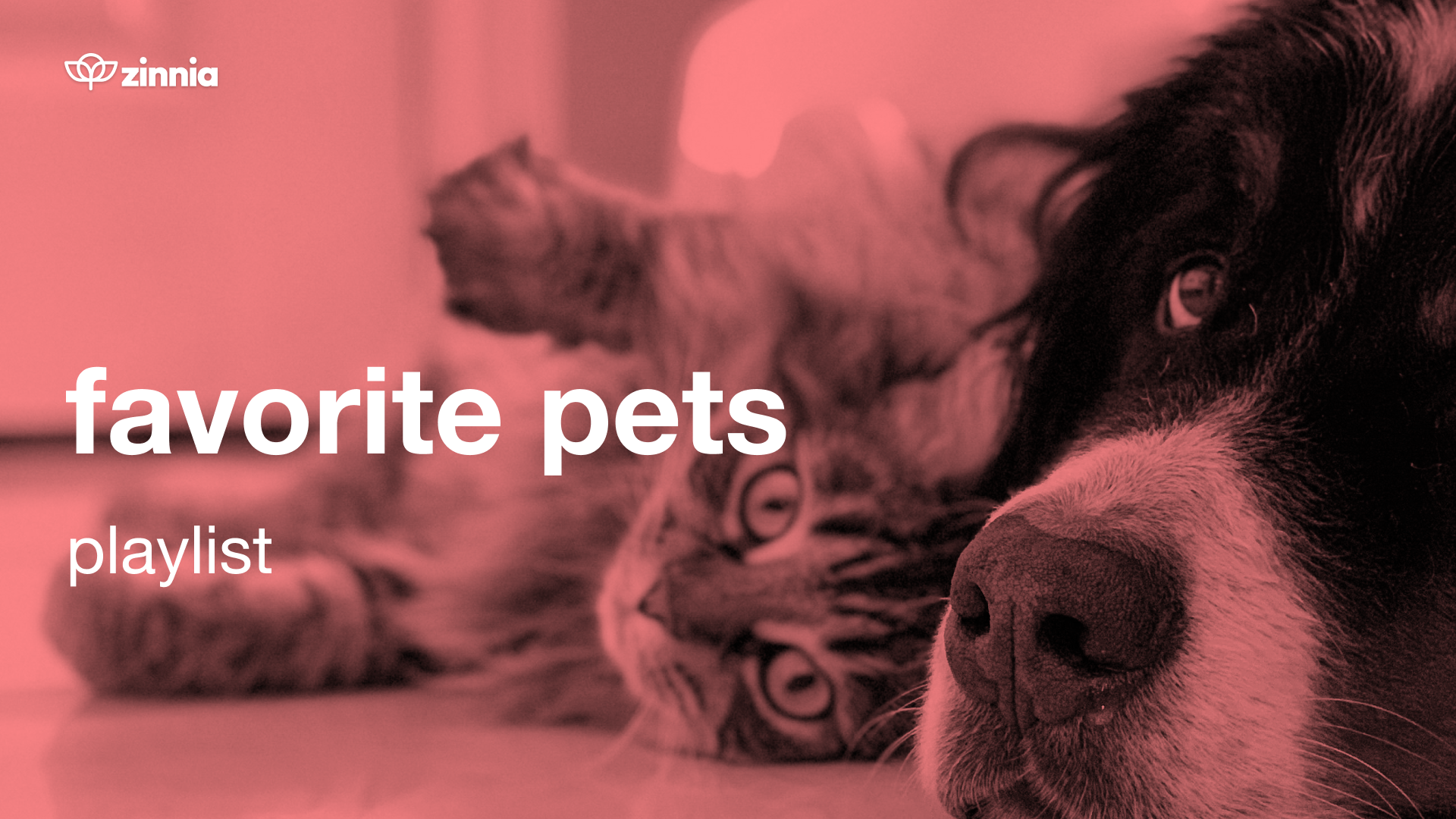 Favorite Pets