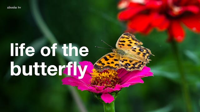 Life of the Butterfly