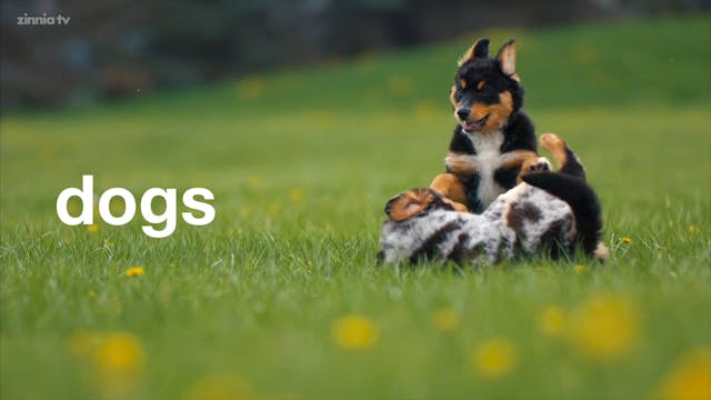 Dogs