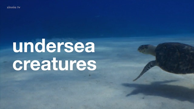 Undersea Creatures