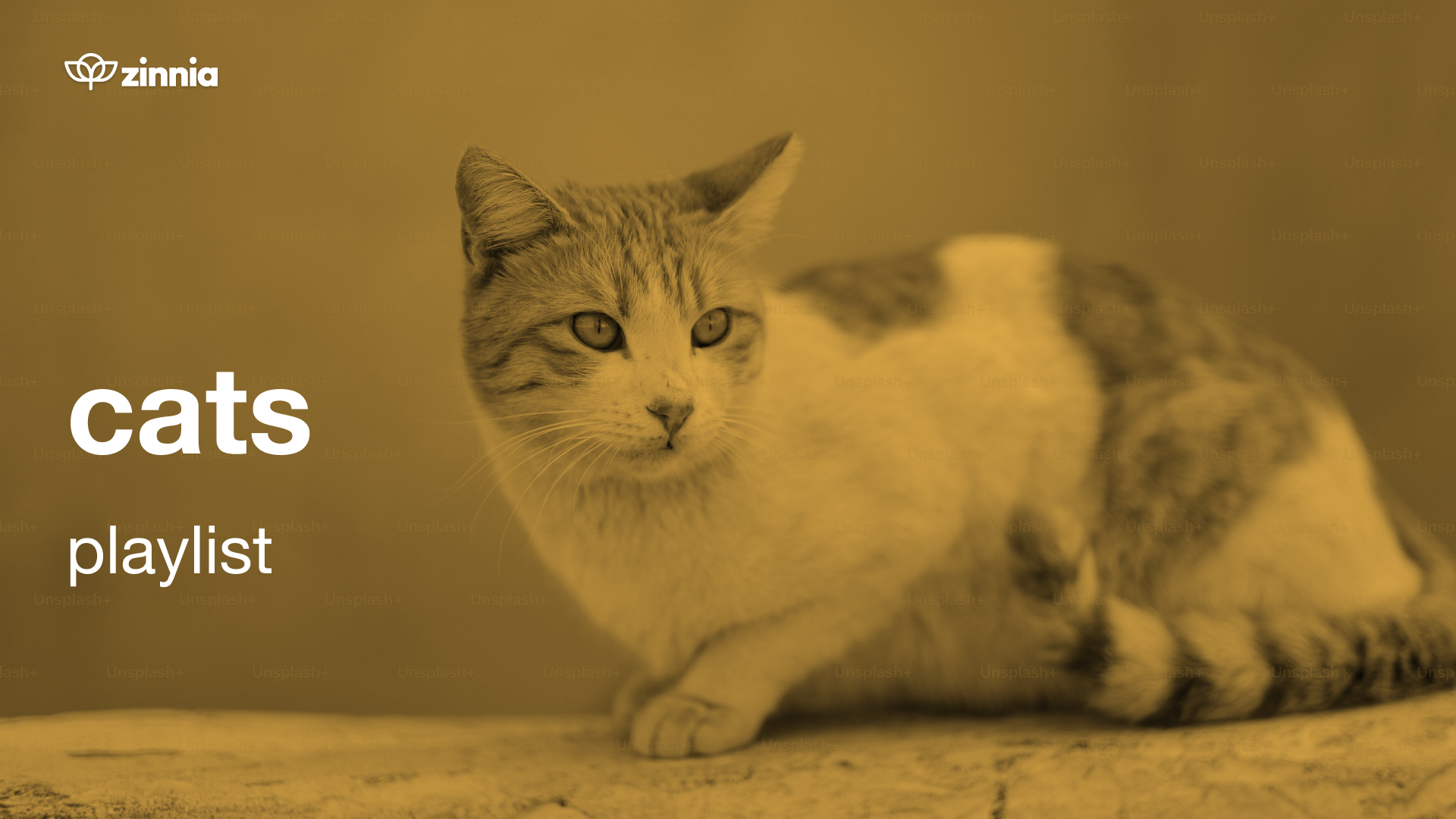 Cats Playlist