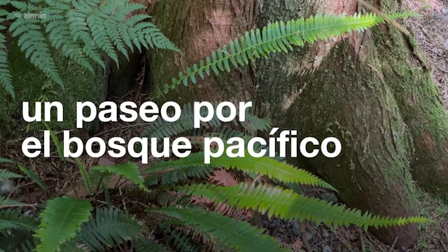 Un Paseo por el Bosque Pacífico - Pac...