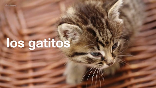 Los Gatitos - Kittens