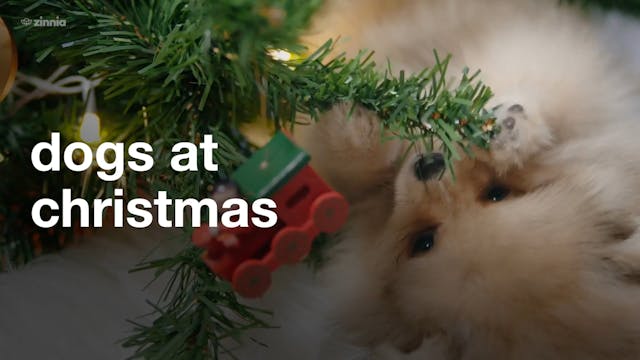 Christmas - Dogs at Christmas