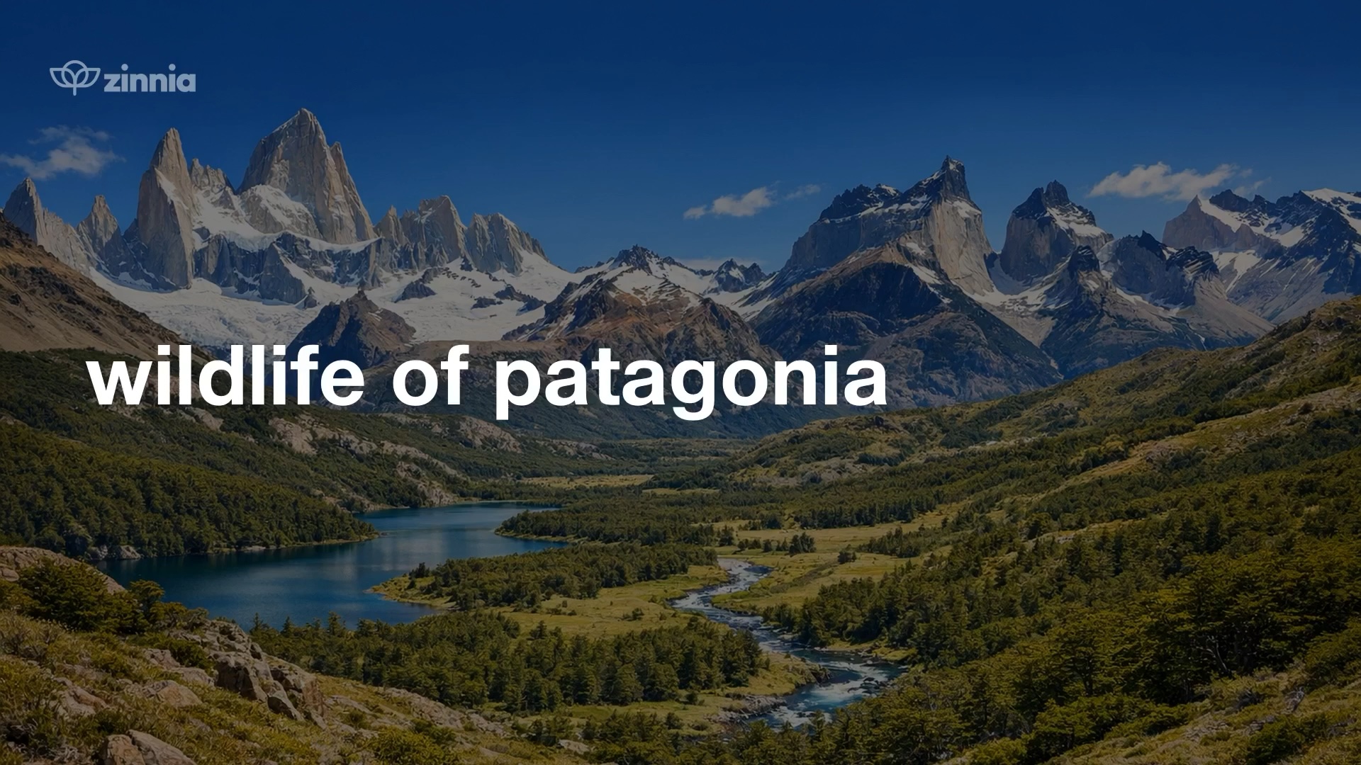Wildlife of Patagonia