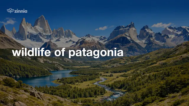 Wildlife of Patagonia