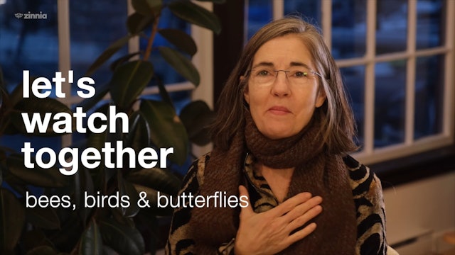 Let's Watch With Allyson - Bees, Birds & Butterflies