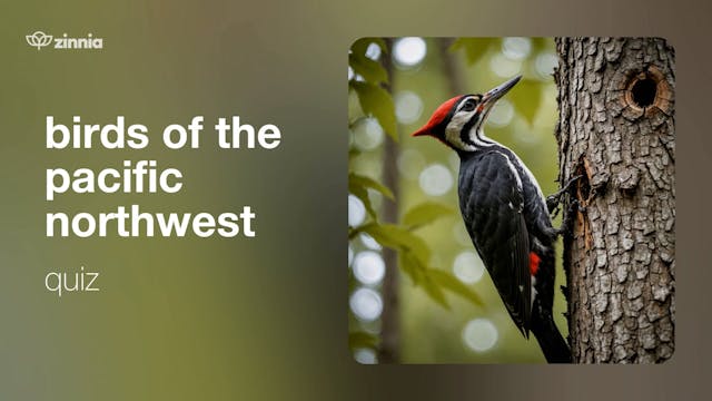 Birds of the Pacific Northwest Quiz