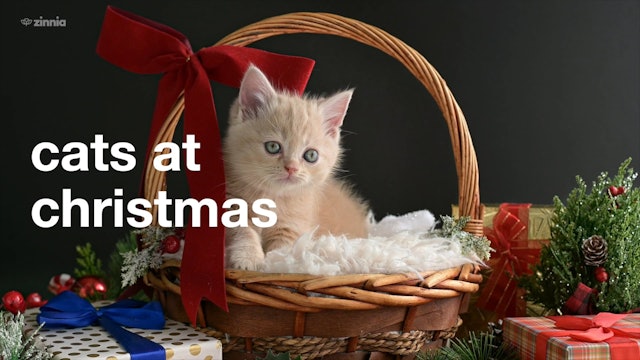 Christmas - Cats at Christmas