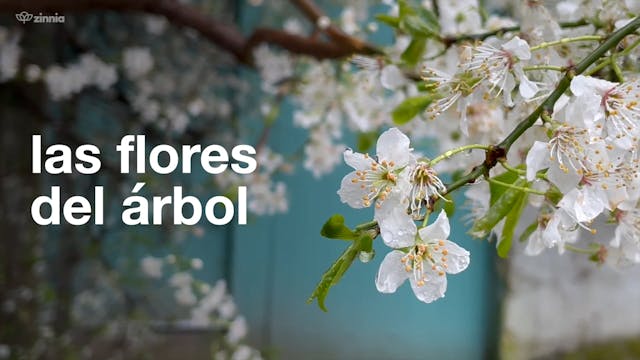 Las Flores del Árbol - Tree Blossoms