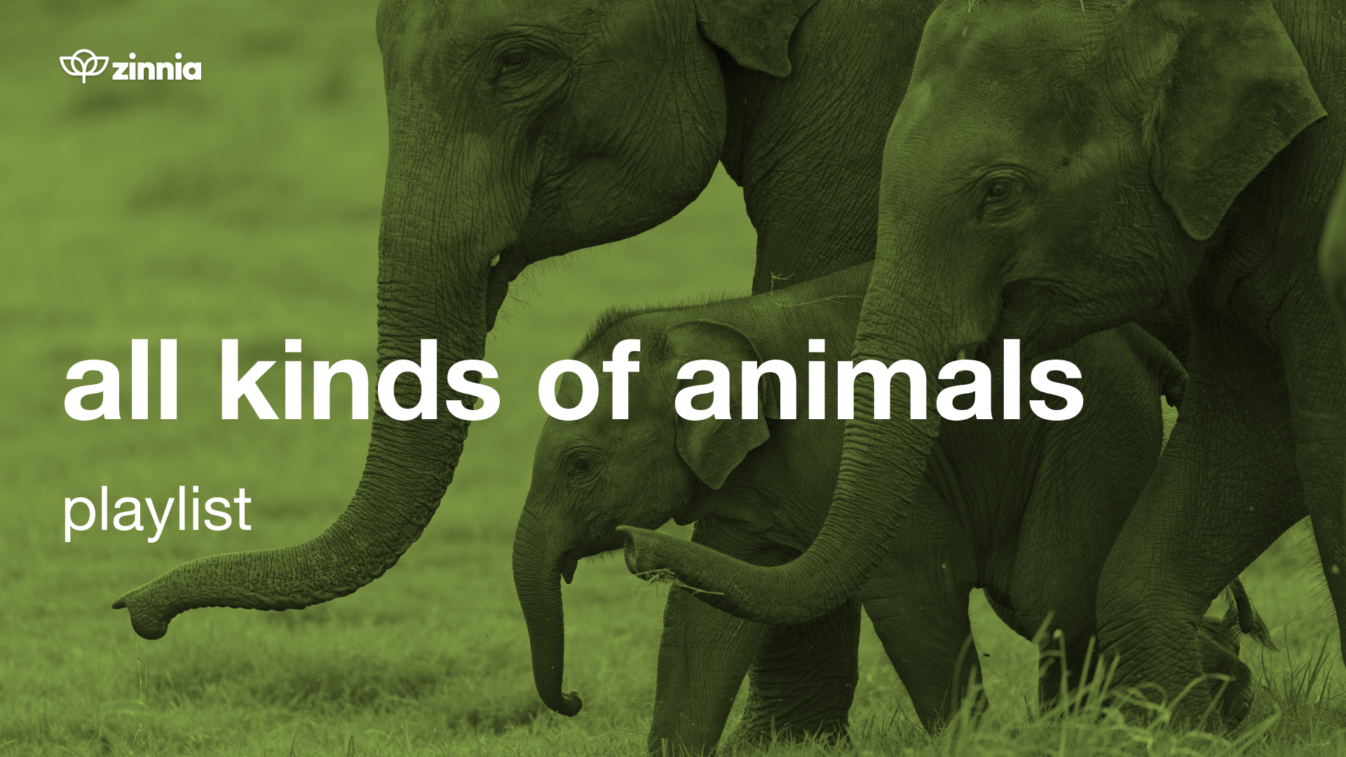 All Kinds of Animals Playlist