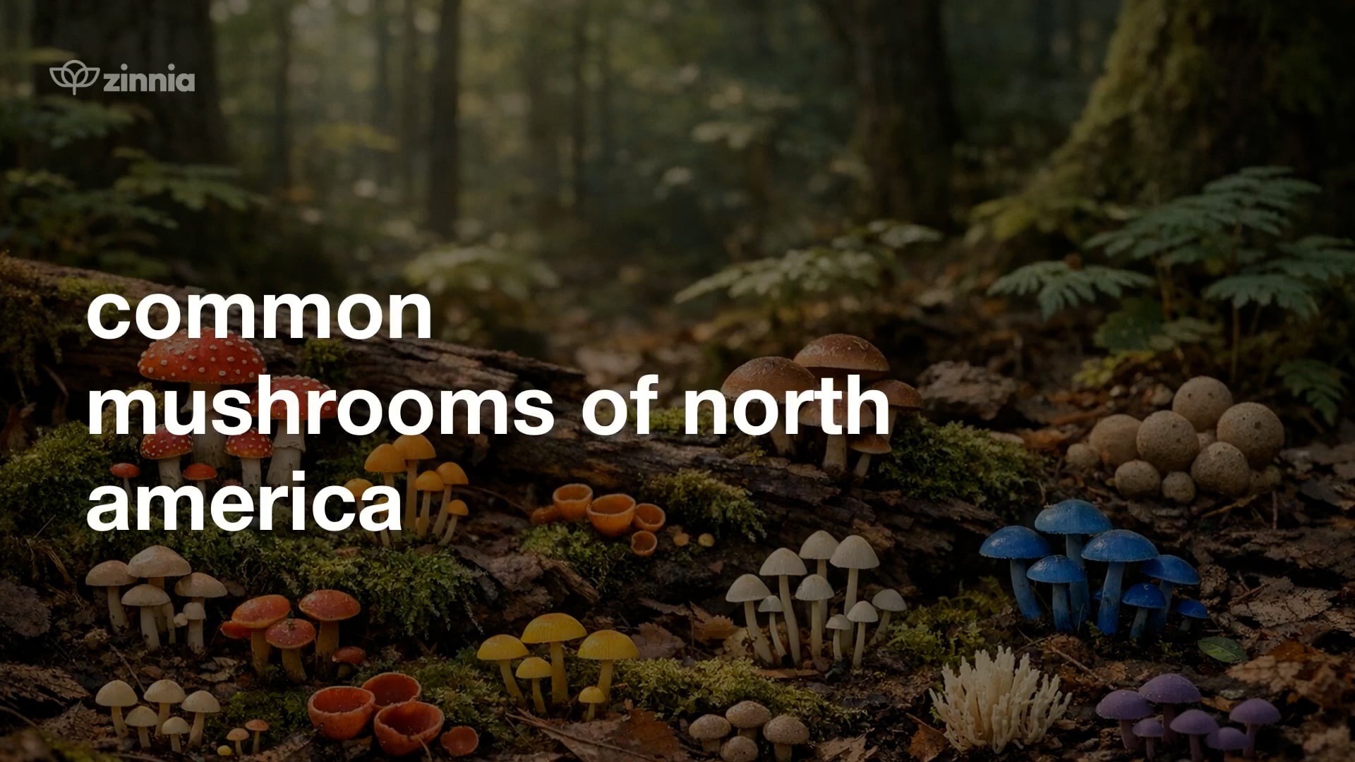 Common Mushrooms of North America