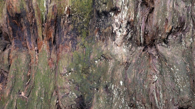Ancient Spirituality in Nature: an Old Tree Shows the Way