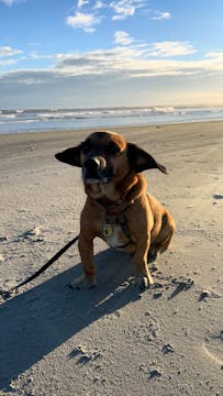 Wallace at the beach