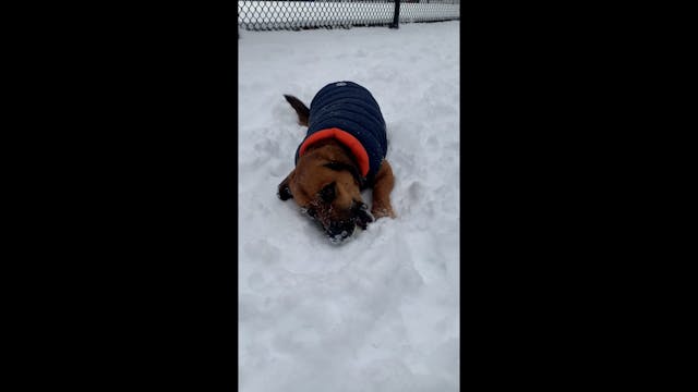 Wallace + Snowy Ball