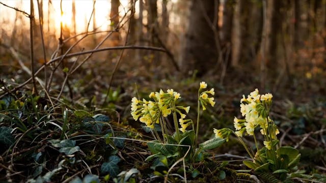 Searching for God - Session 2 - The T...