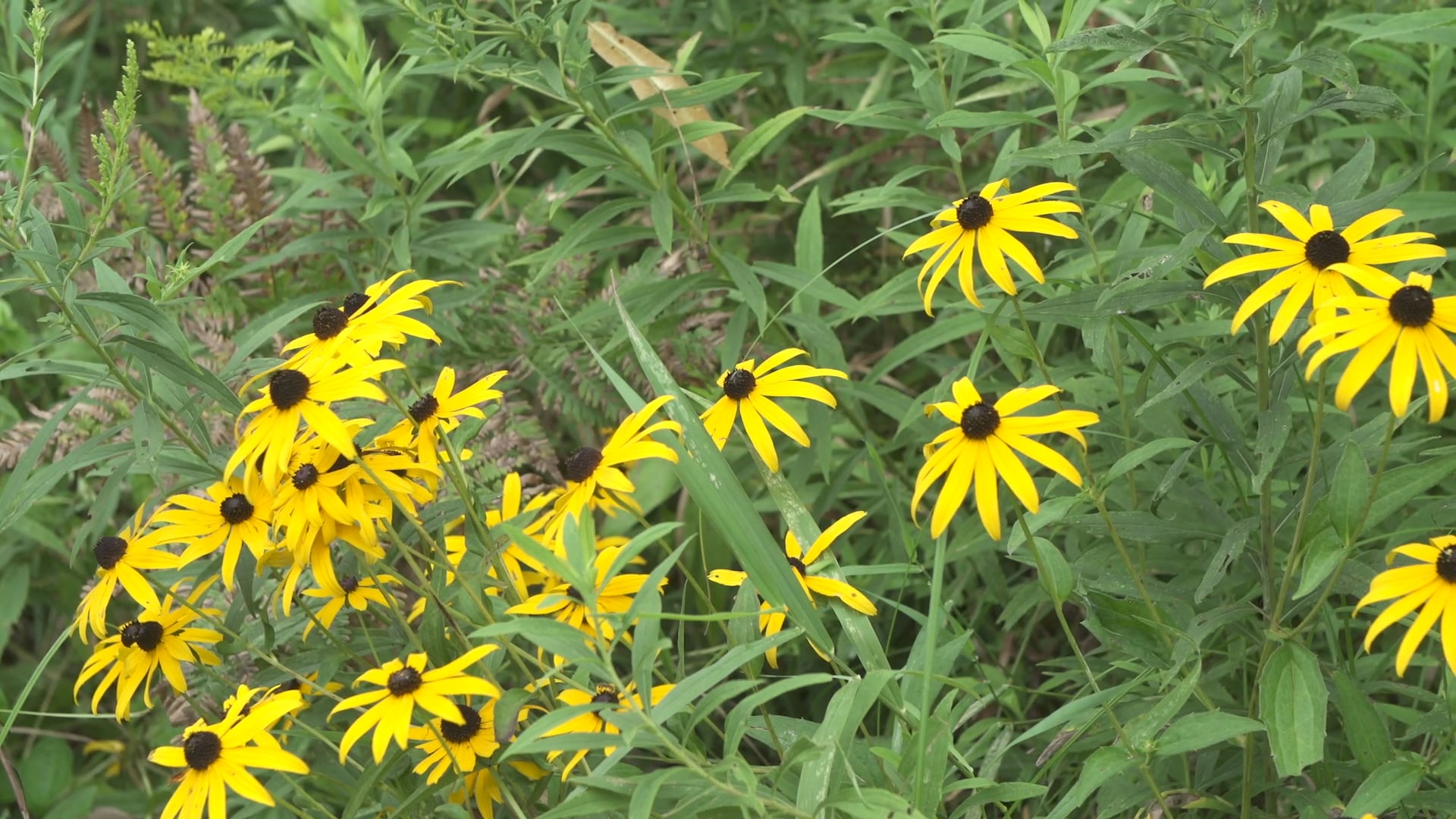 Creation Care - Session 1 - What Do Christians Have to Do with Creation?