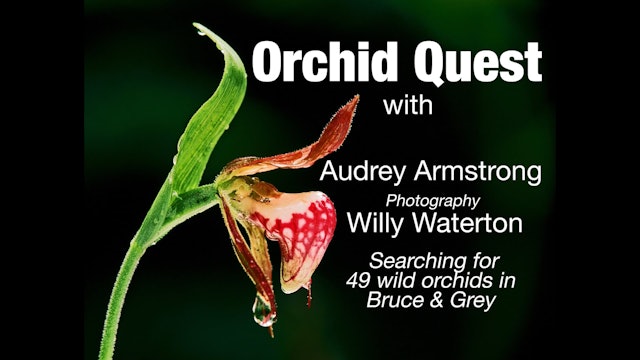 Orchid Quest 