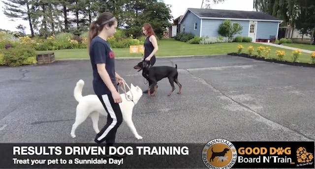 Results Driven Dog Training