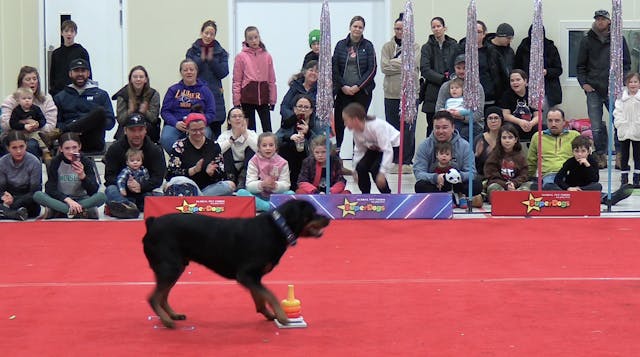 SuperDogs Wasaga Beach