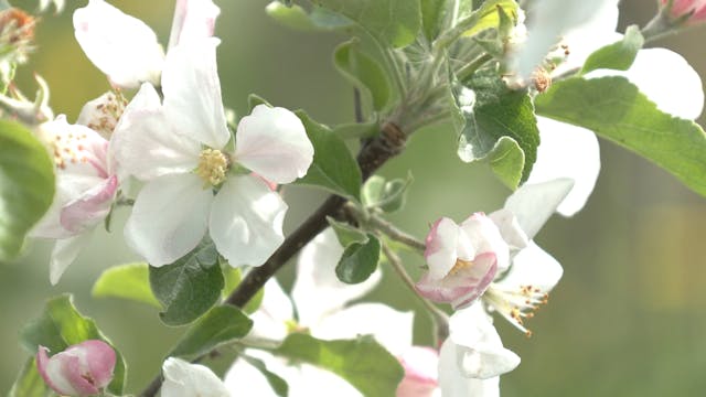  Beaver Valley in Blossom 