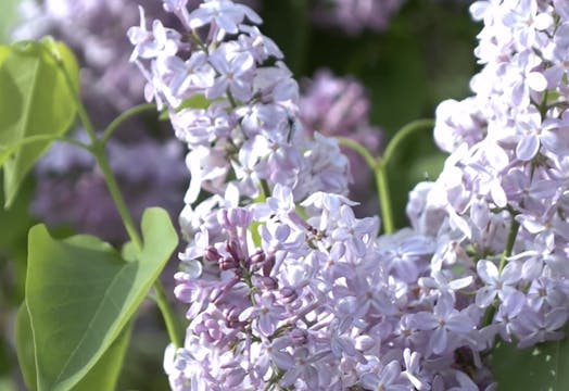 Craigleith Heritage Depot Lilacs