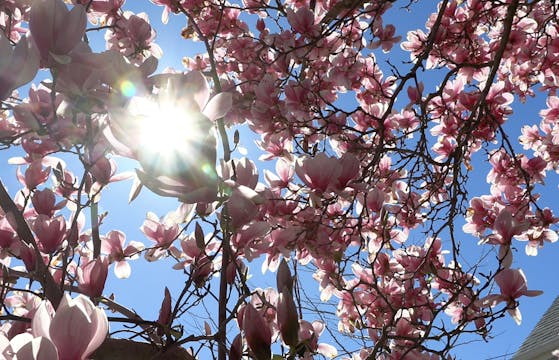 Magnificent Magnolias